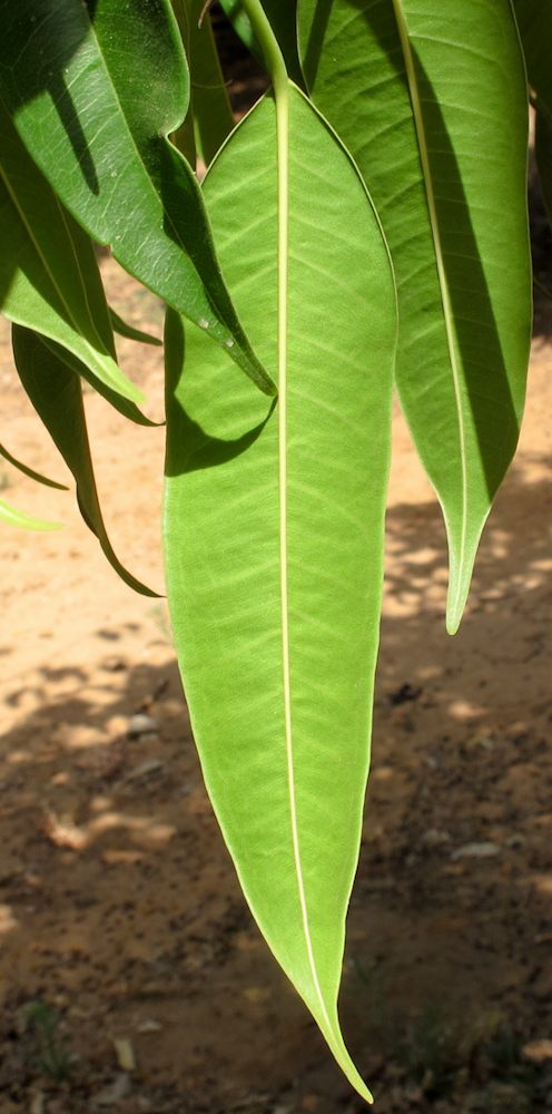 Image of Ficus binnendijkii specimen.