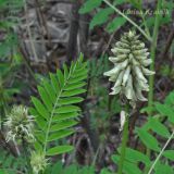 Astragalus uliginosus