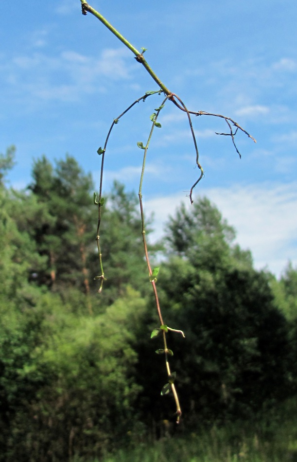 Image of Veronica scutellata specimen.