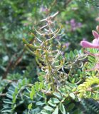 Indigofera heterantha. Часть ветви с завязавшимися плодами. Южный берег Крыма, Никитский ботанический сад. 24 августа 2012 г.