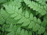 Dryopteris amurensis. Часть вайи. Сахалин, лесной массив в окр. г. Южно-Сахалинска. Конец июня 2012 г.