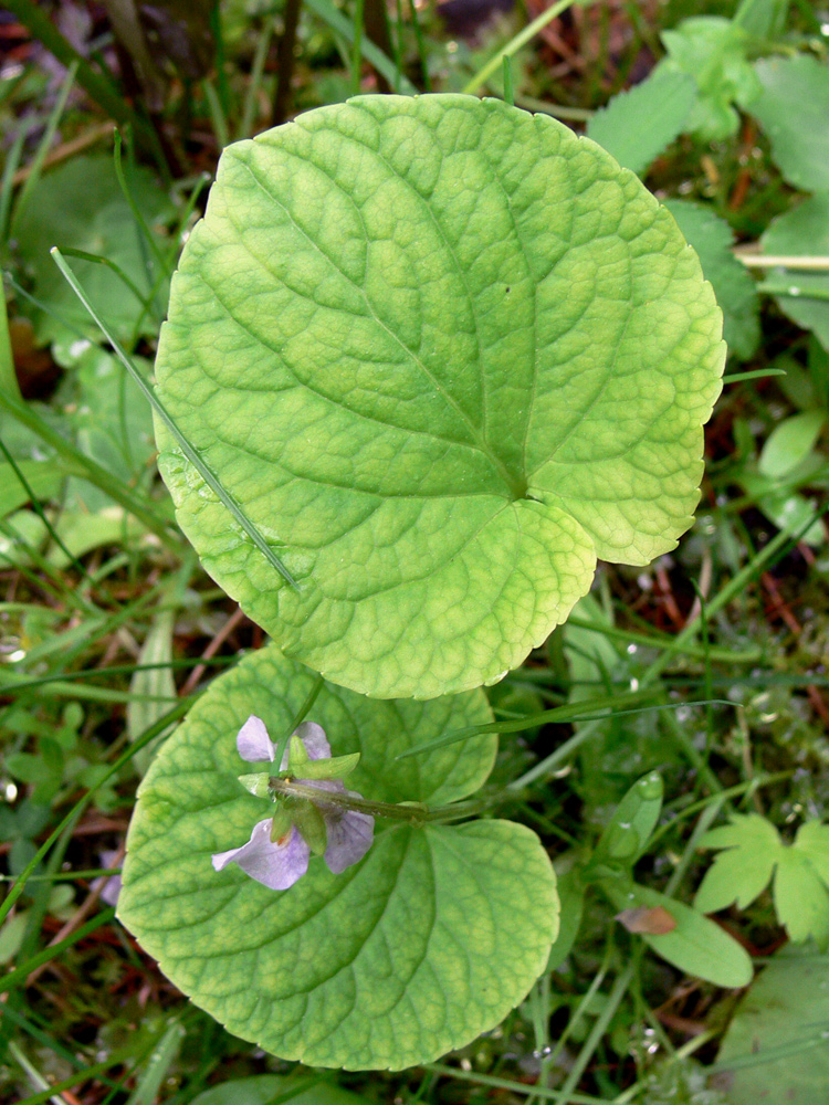 Изображение особи Viola epipsila.