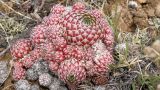 Orostachys spinosa. Растение с \"детками\". Республика Бурятия, Селенгинский р-н, оз. Абрамовское, южный склон сопки. 02.06.2012.