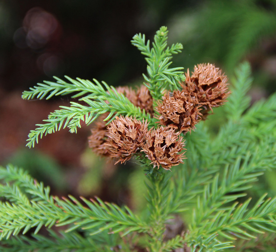 Image of Cryptomeria japonica specimen.