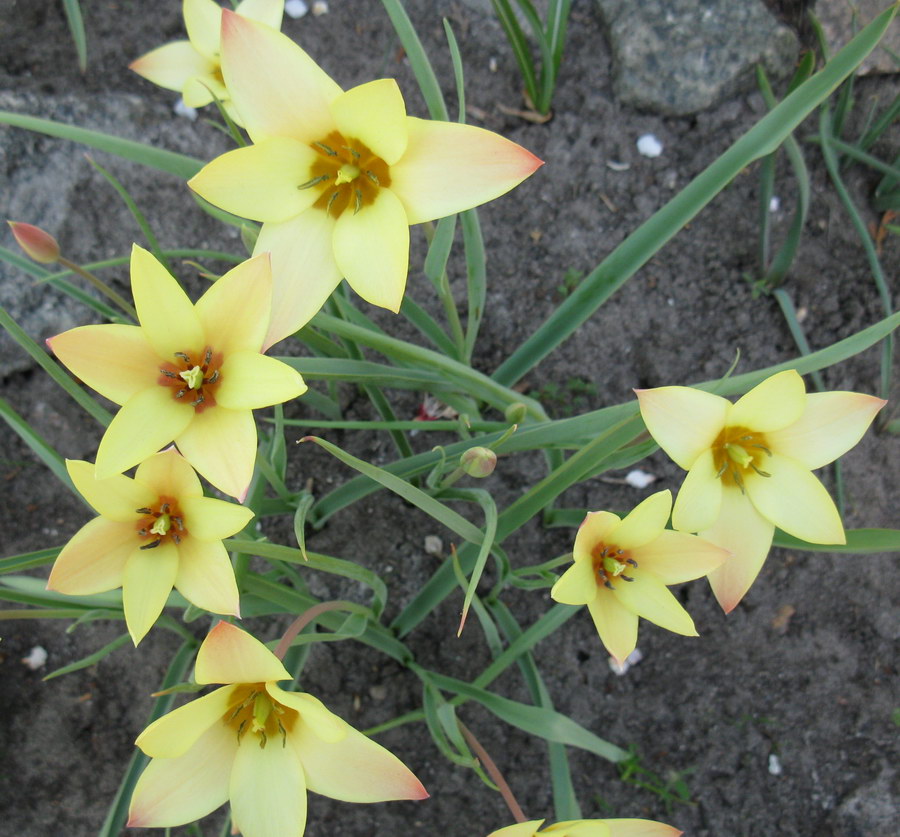 Image of Tulipa clusiana specimen.