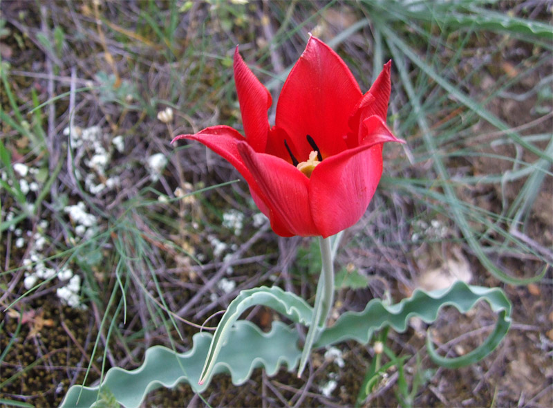 Image of Tulipa suaveolens specimen.