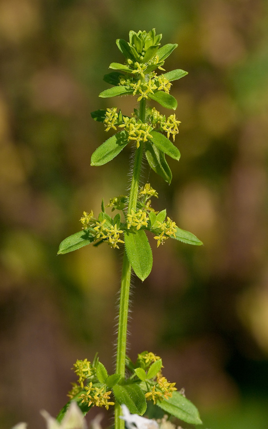 Изображение особи Cruciata laevipes.