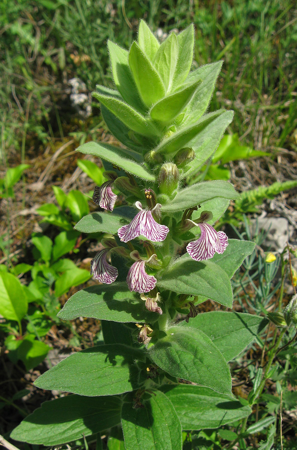 Image of Ajuga laxmannii specimen.