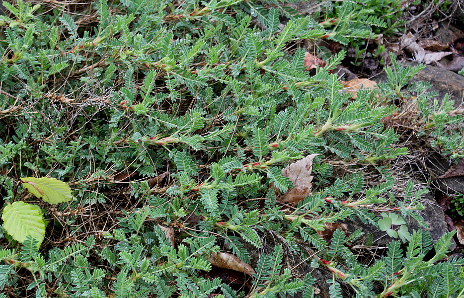 Изображение особи Astragalus sempervirens.