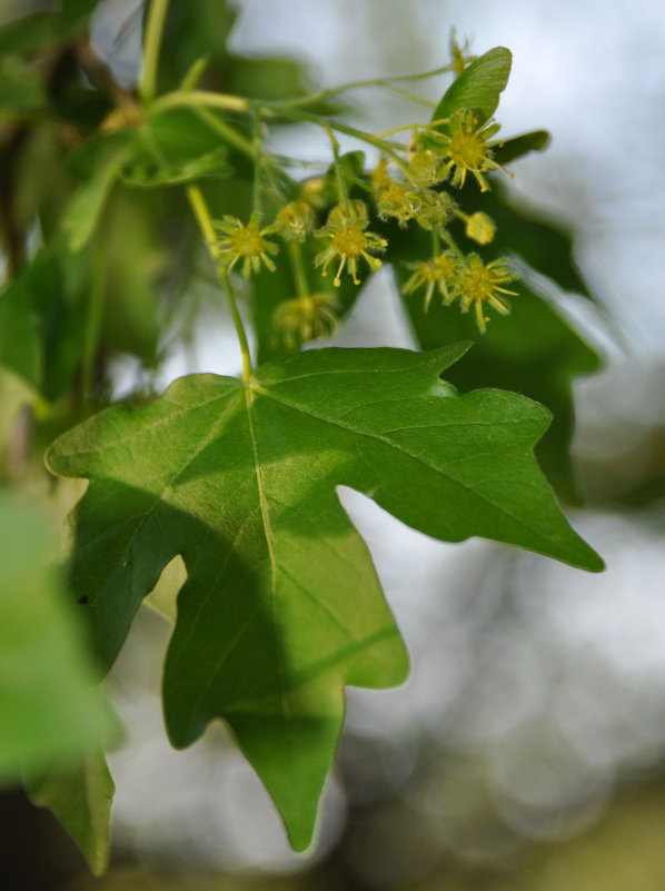 Image of Acer campestre specimen.