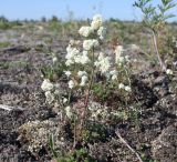 Galium boreale