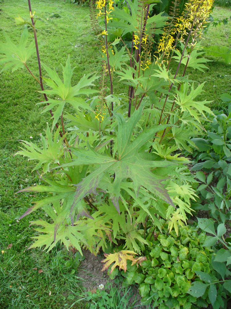 Image of Ligularia przewalskii specimen.