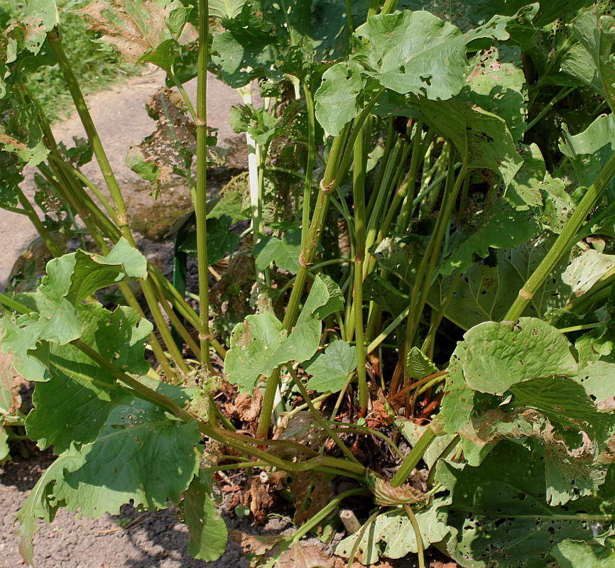 Image of Rumex obtusifolius specimen.