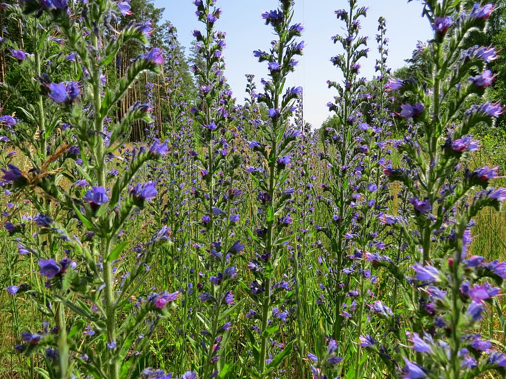 Изображение особи Echium vulgare.