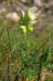 Aconitum confertiflorum. Цветущее растение. Крым, южный склон Бабуган-Яйлы. 17 августа 2013 г.