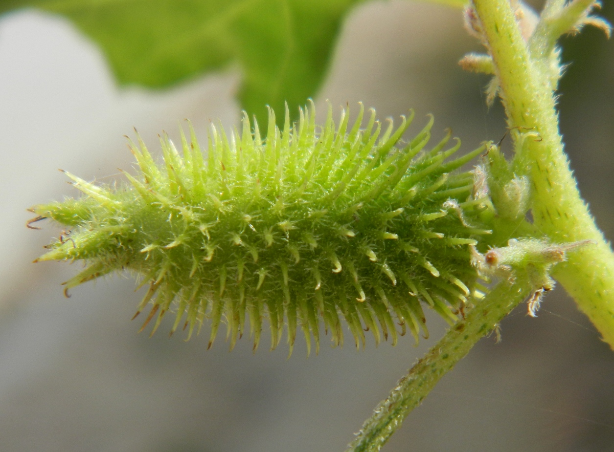 Изображение особи Xanthium orientale.