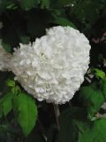 Viburnum форма roseum