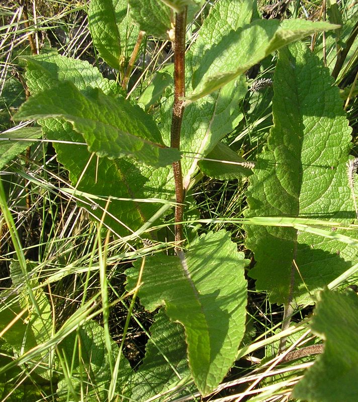 Image of Verbascum marschallianum specimen.