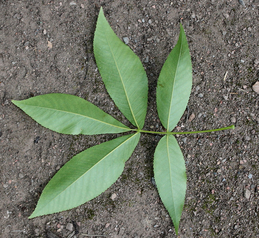 Image of Carya glabra specimen.