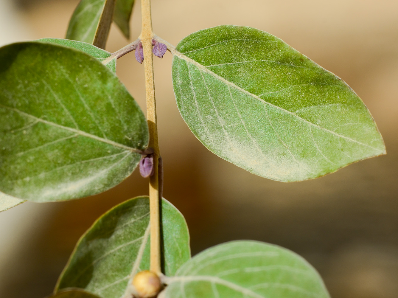 Изображение особи Vitex trifolia var. purpurea.