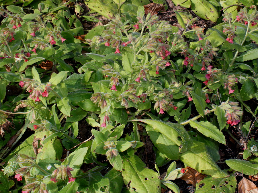 Image of Pulmonaria rubra specimen.