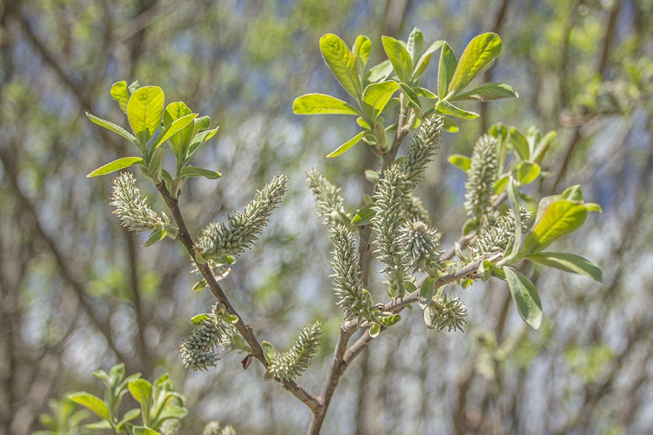 Image of genus Salix specimen.