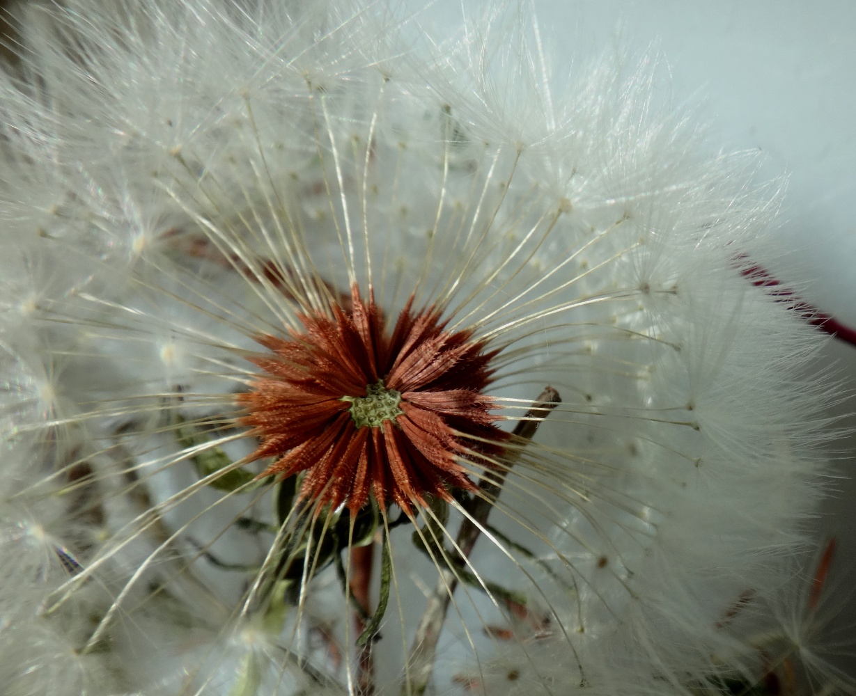 Image of Taraxacum prilipkoi specimen.