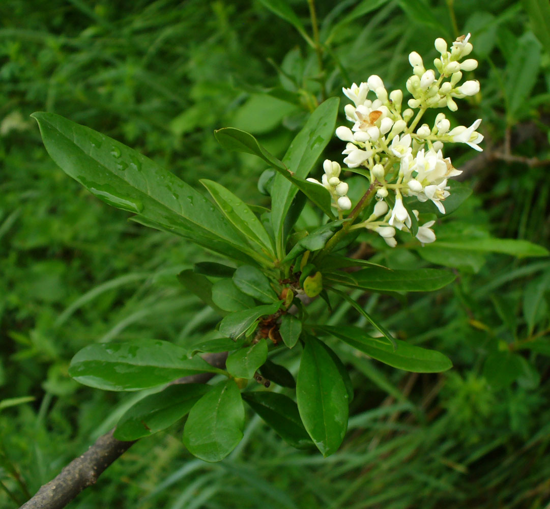 Image of Ligustrum vulgare specimen.