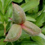 Paeonia officinalis. Плод. Германия, г. Дюссельдорф, Ботанический сад университета. 02.06.2014.