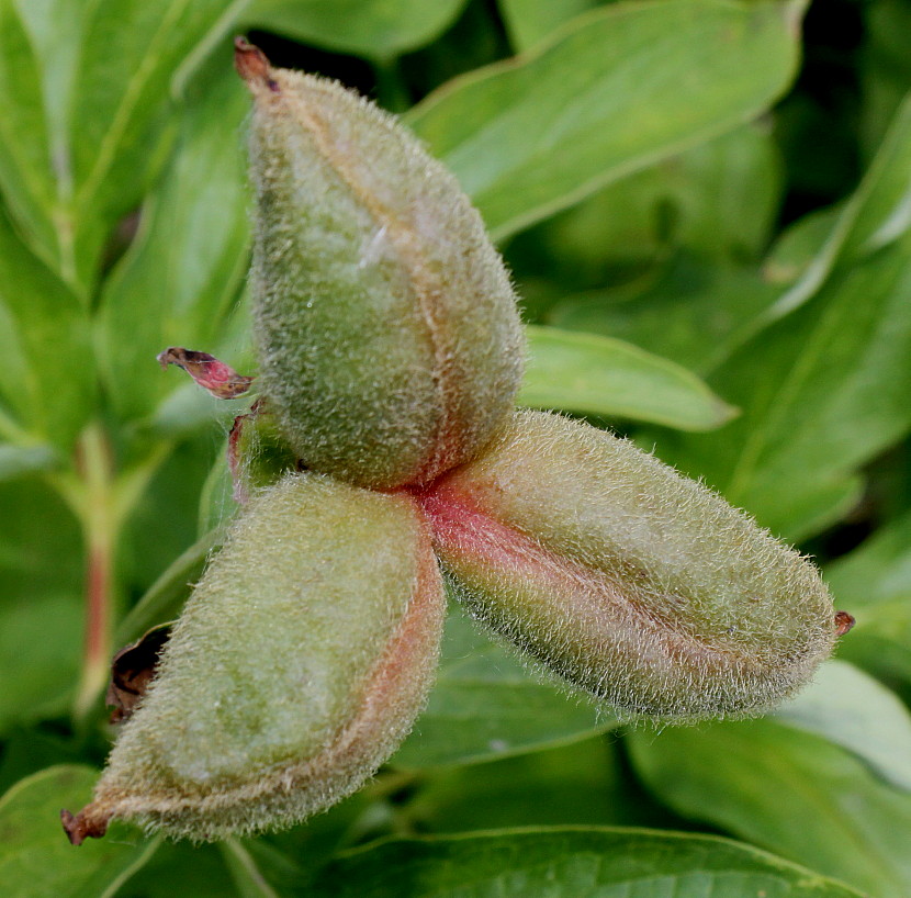 Image of Paeonia officinalis specimen.