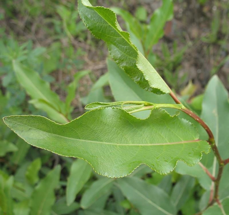 Image of Populus laurifolia specimen.