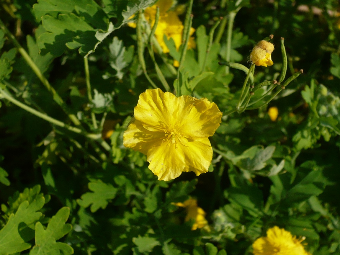 Изображение особи Chelidonium majus.