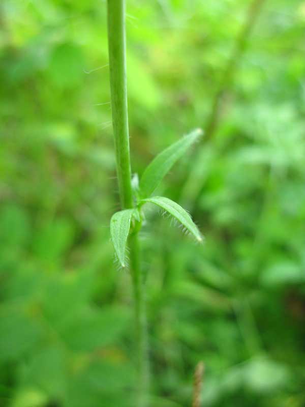 Image of Delphinium crassifolium specimen.