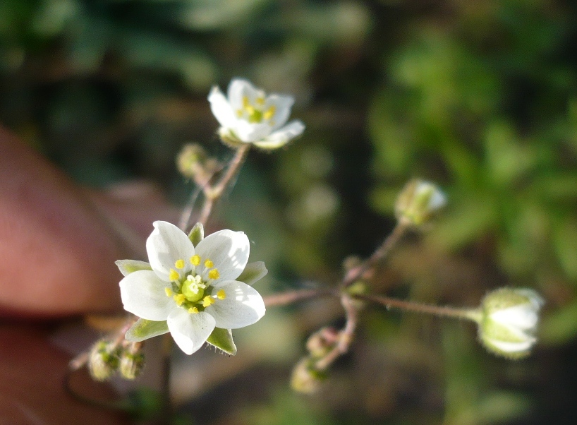 Image of Spergula arvensis specimen.