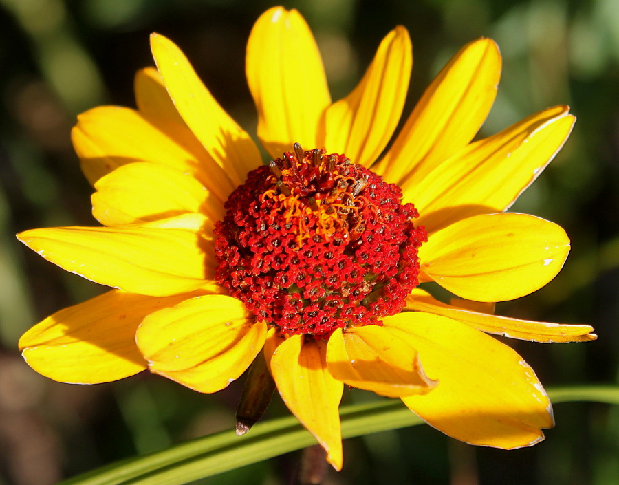 Изображение особи Heliopsis helianthoides ssp. scabra.