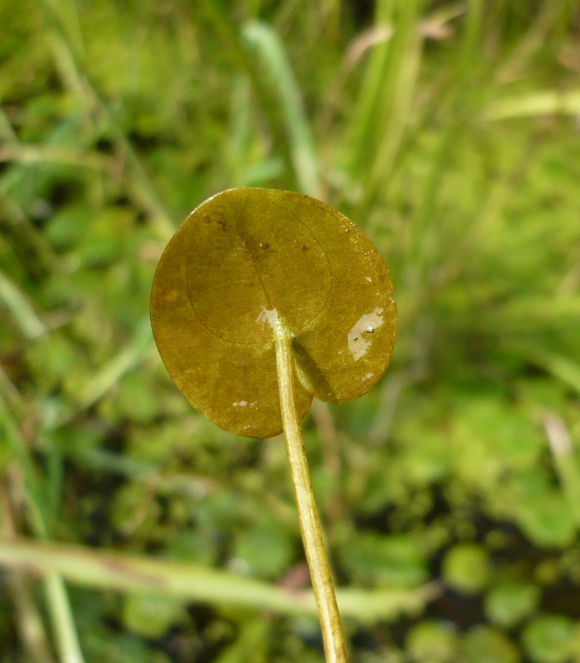 Изображение особи Hydrocharis morsus-ranae.