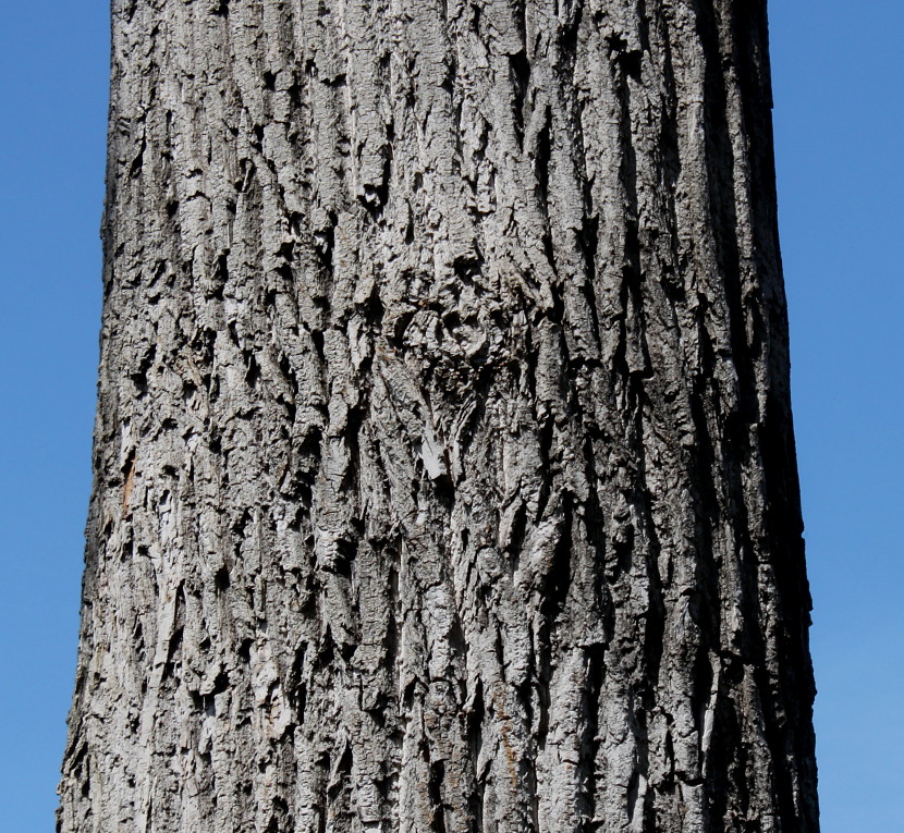 Image of Populus deltoides specimen.