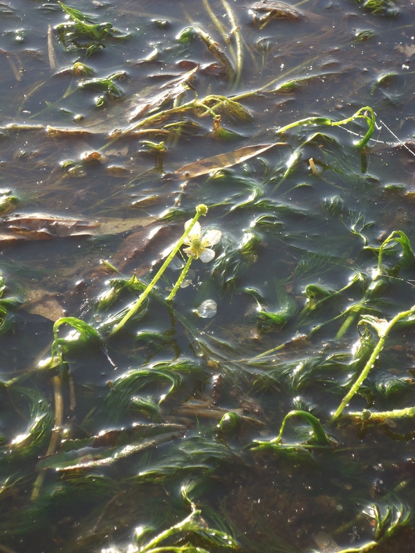 Image of Ranunculus trichophyllus specimen.