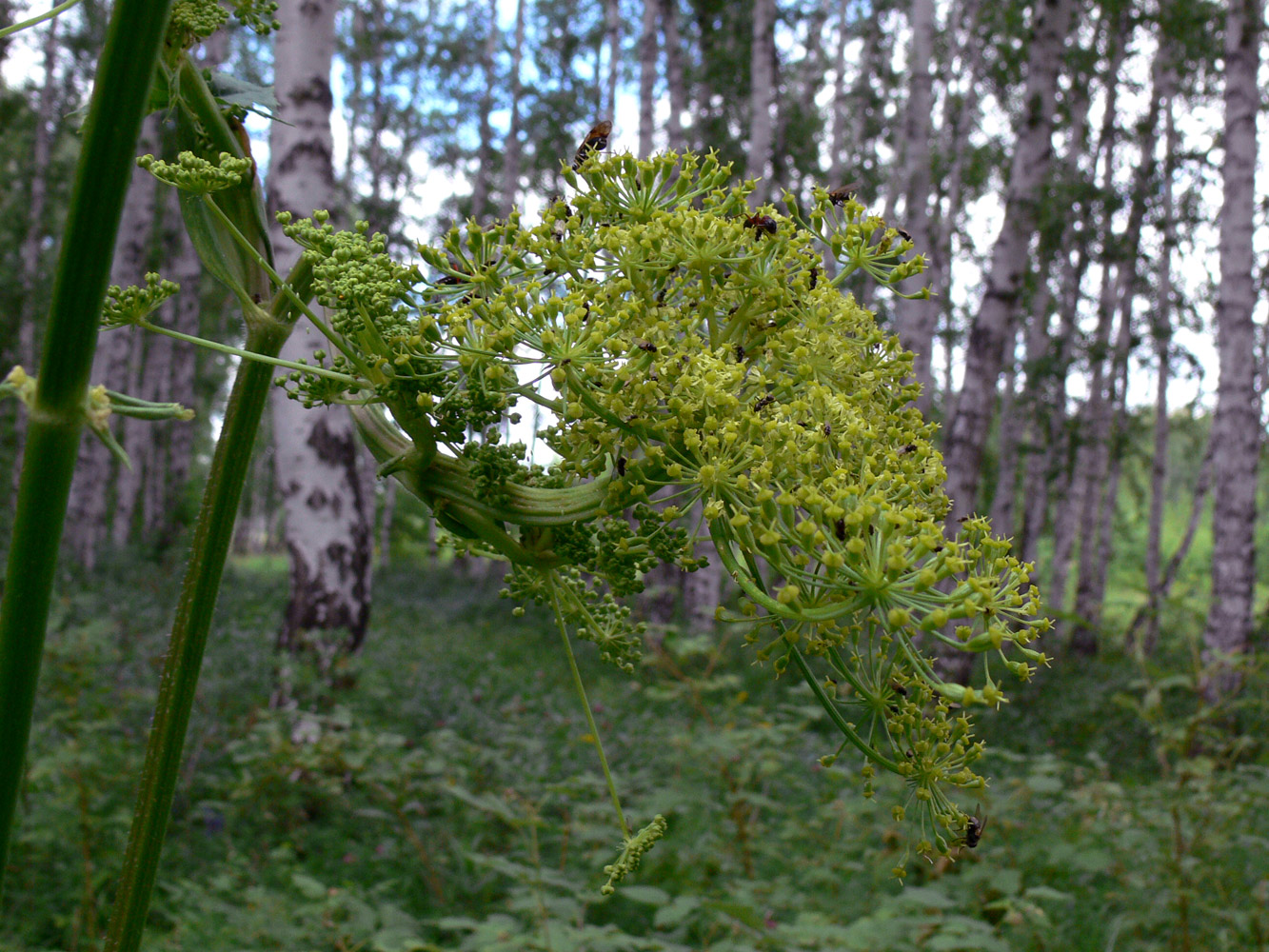 Image of Heracleum sibiricum specimen.