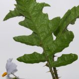 Solanum sisymbriifolium. Часть листа (нижняя сторона). Германия, г. Крефельд, ботанический сад. 06.09.2014.