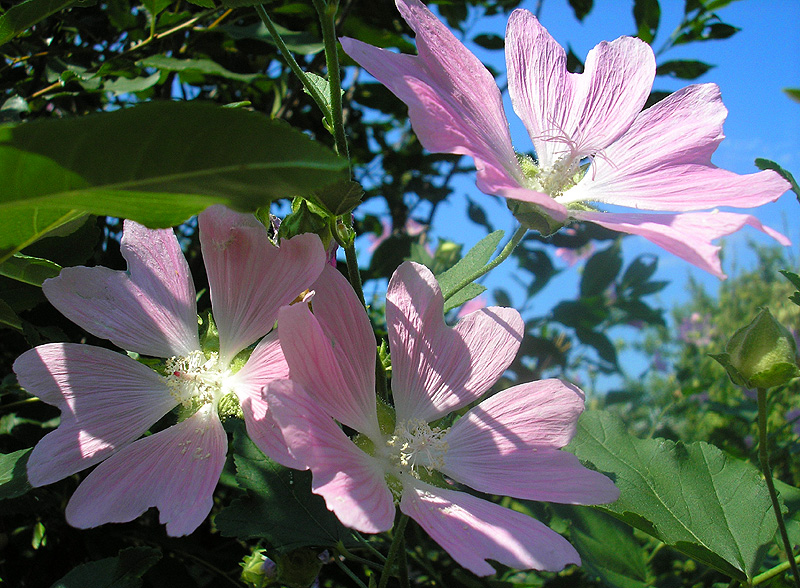 Image of Malva thuringiaca specimen.