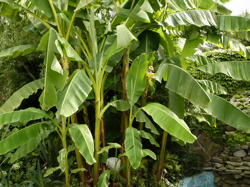 Image of Musa basjoo specimen.