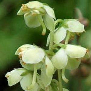 Изображение особи Pyrola japonica.