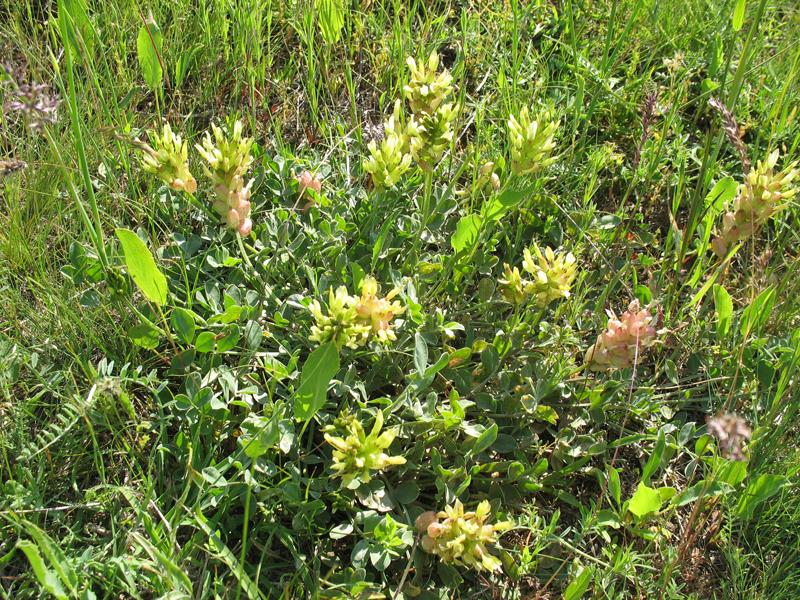 Изображение особи Astragalus calycinus.