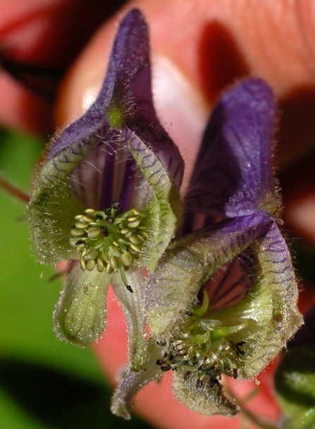 Image of Aconitum subvillosum specimen.