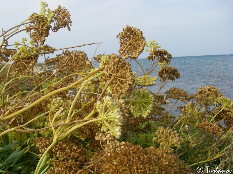 Изображение особи Crithmum maritimum.