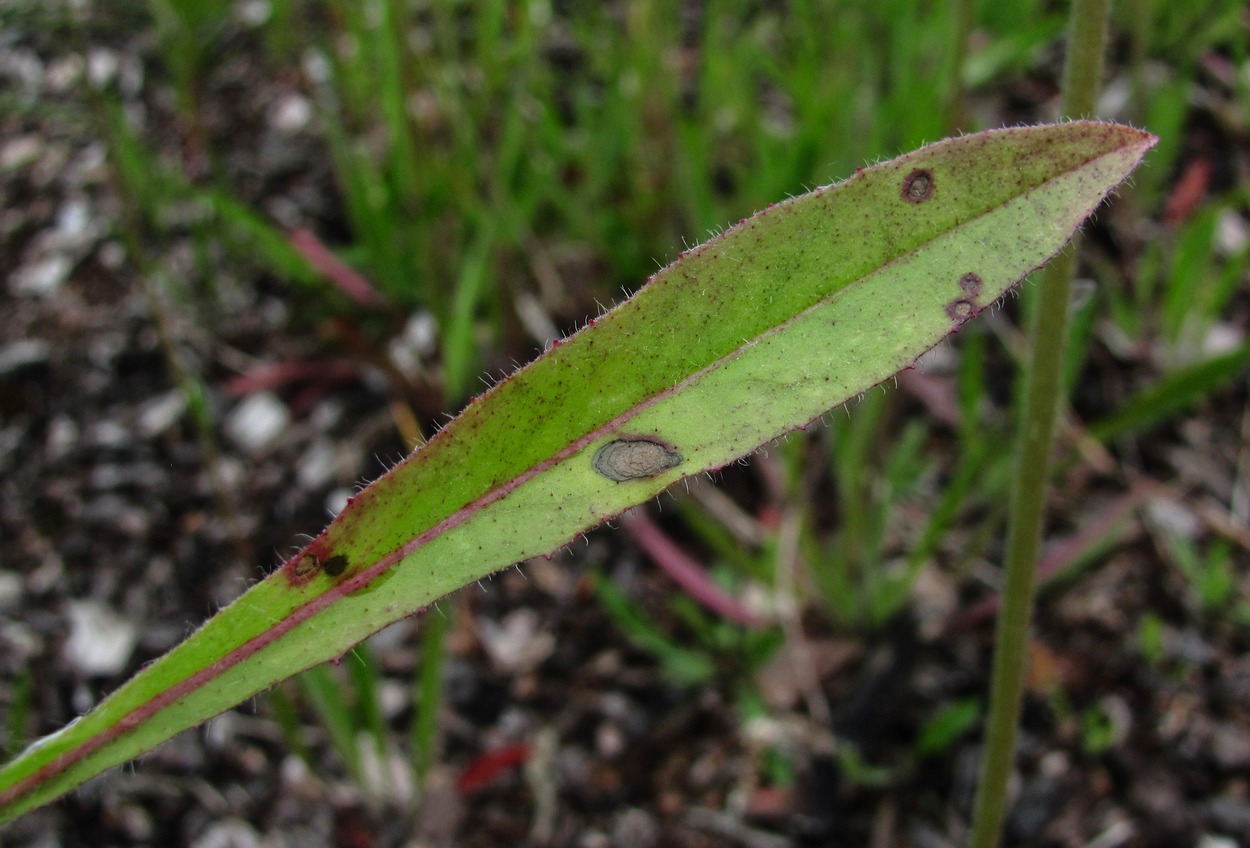 Image of Pilosella caespitosa specimen.