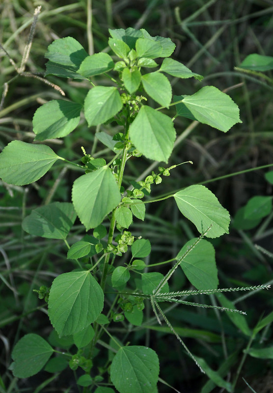 Image of Acalypha indica specimen.