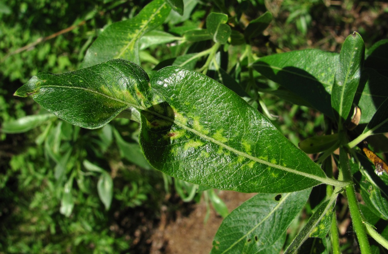 Image of Salix gmelinii specimen.