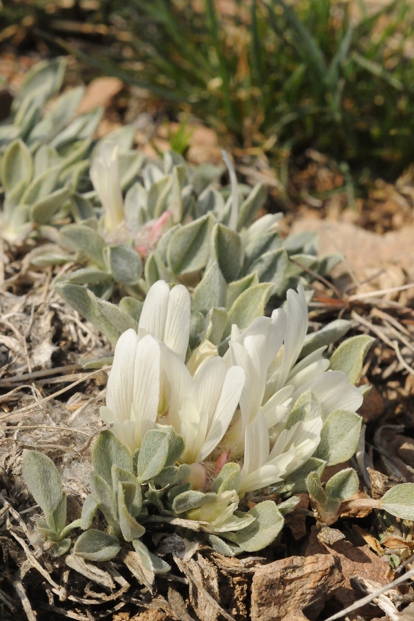 Image of Astragalus alberti specimen.